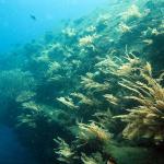 u.s. Liberty wreck