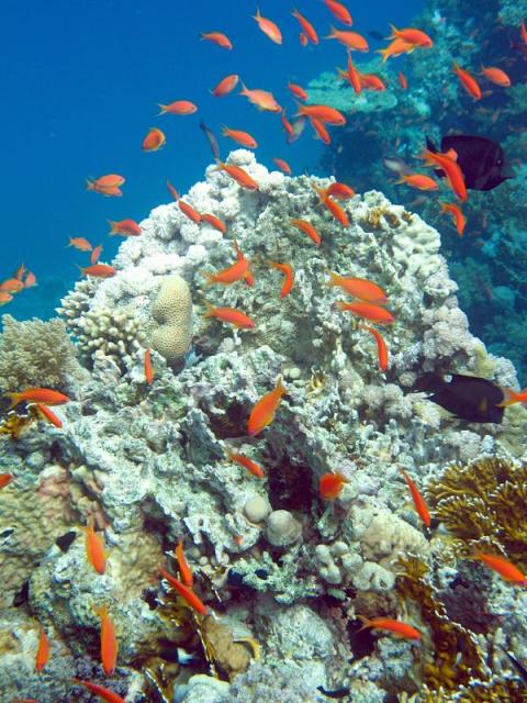 Yolanda reef