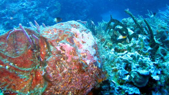 Cozumel - Santa Rosa Wall