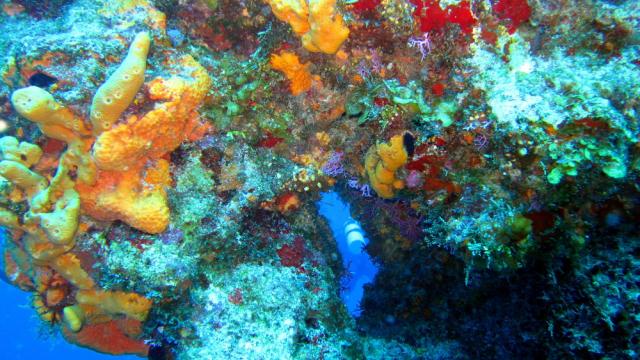 Cozumel - Santa Rosa Wall