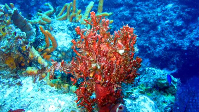 Cozumel - Santa Rosa Wall