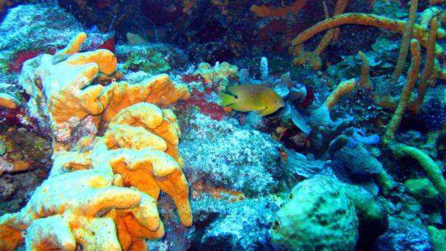 Cozumel - Santa Rosa Wall