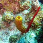 Grand Cayman - Paradise Reef AND Ore-Verde wreck