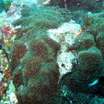 Grand Cayman - Eagle Nest Reef