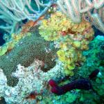 Grand Cayman - Eagle Nest Reef