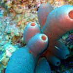 Grand Cayman - Eagle Nest Reef