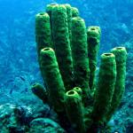 Grand Cayman - Eagle Nest Reef