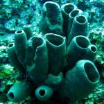 Grand Cayman - Eagle Nest Reef