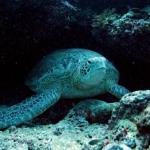 Sipadan. Turtle Cave