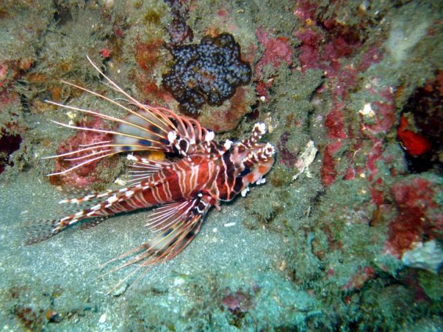 Bali, Padang Bay