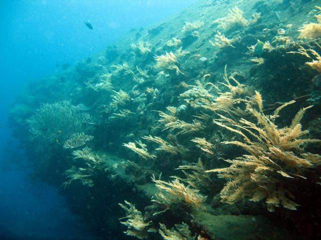 u.s. Liberty wreck