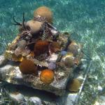 Haiti - Snorkelling