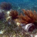 Haiti snorkelling 03