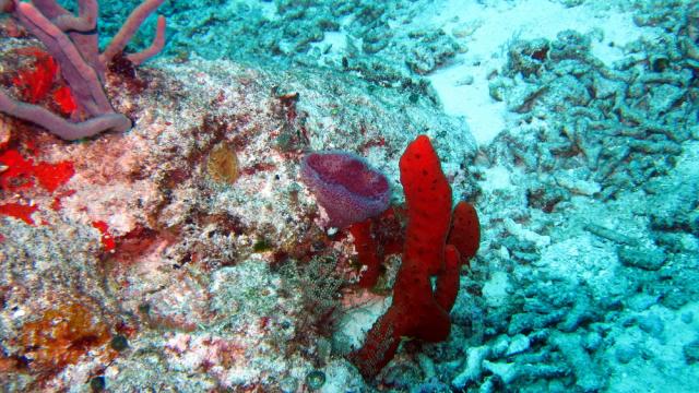 Cozumel - San Clemente