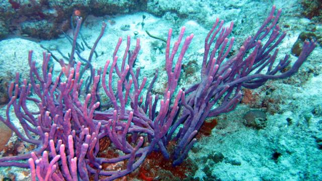 Cozumel - San Clemente