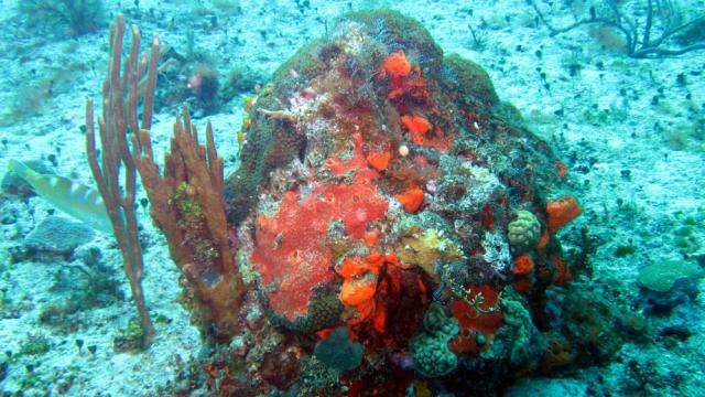 Cozumel - San Clemente