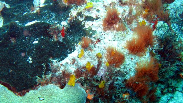 Cozumel - San Clemente