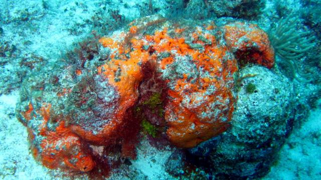 Cozumel - San Clemente