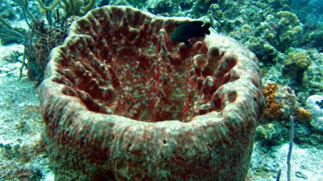 Cozumel - San Clemente