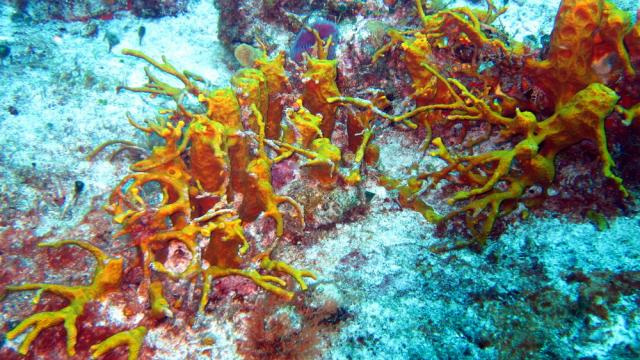 Cozumel - San Clemente