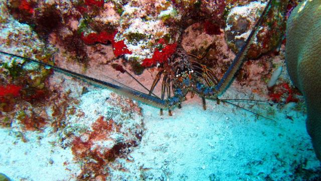 Cozumel - San Clemente