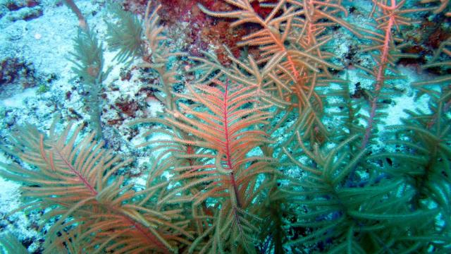 Grand Cayman - Paradise Reef