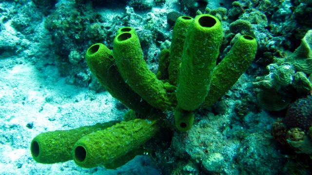 Grand Cayman - Paradise Reef