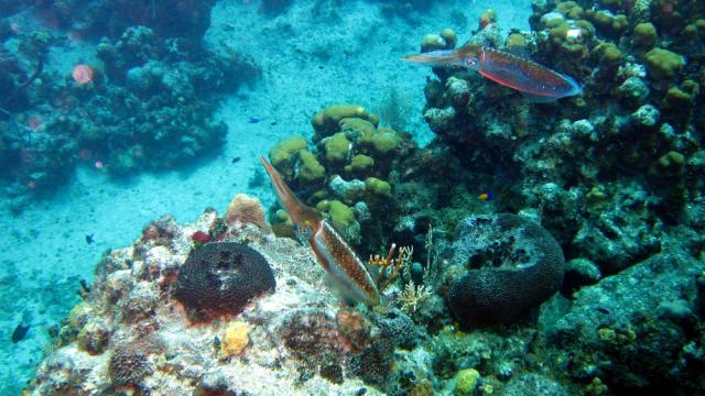 Grand Cayman - Paradise Reef