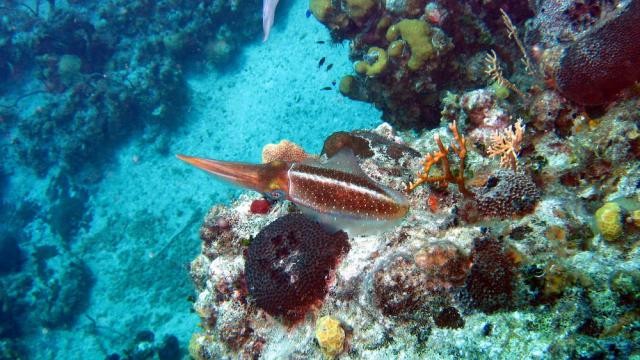 Grand Cayman - Paradise Reef