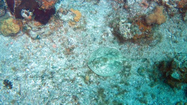 Grand Cayman - Paradise Reef