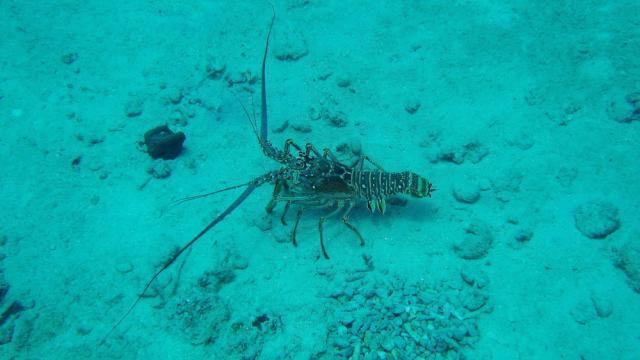 Grand Cayman - Paradise Reef