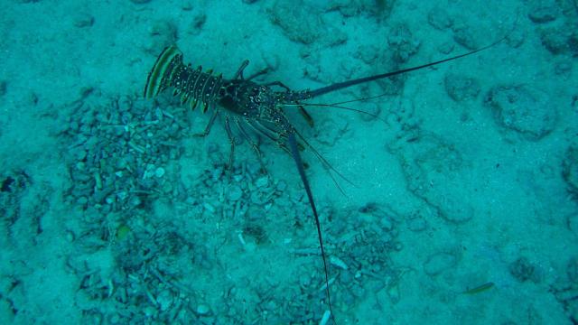 Grand Cayman - Paradise Reef