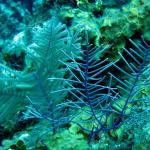 Grand Cayman - Eagle Nest Reef