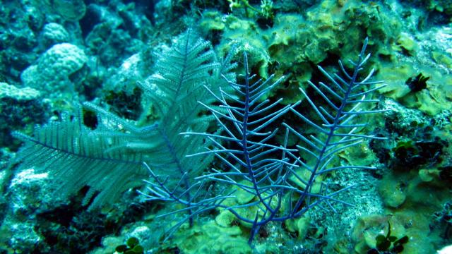 Grand Cayman - Eagle Nest Reef