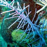 Grand Cayman - Eagle Nest Reef