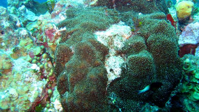 Grand Cayman - Eagle Nest Reef