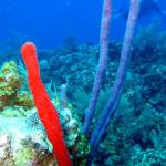 Grand Cayman - Eagle Nest Reef