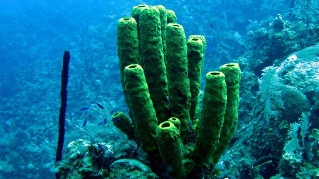 Grand Cayman - Eagle Nest Reef