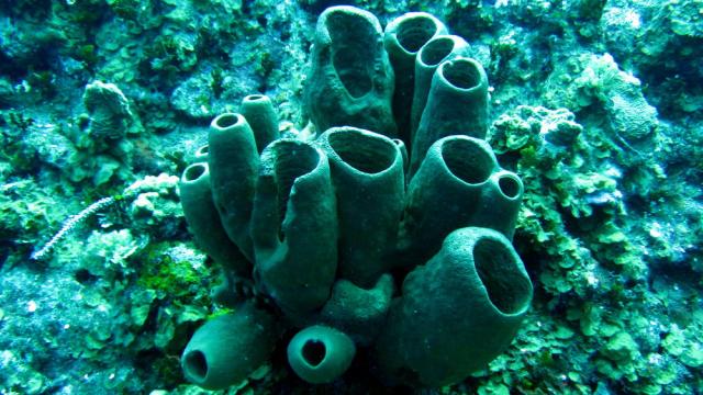 Grand Cayman - Eagle Nest Reef