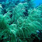 Grand Cayman - Eagle Nest Reef