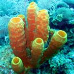 Grand Cayman - Eagle Nest Reef