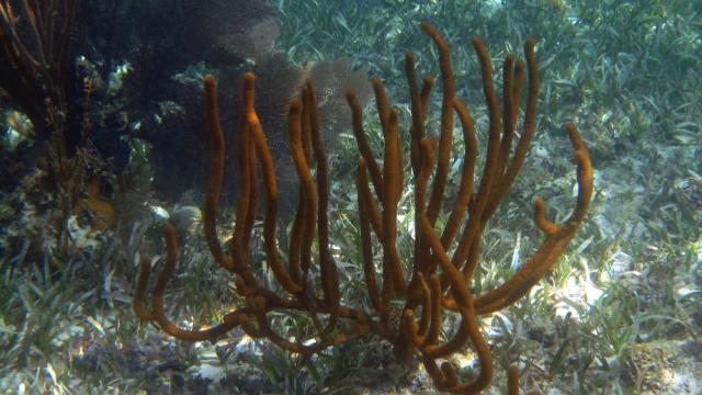 Haiti snorkelling 04