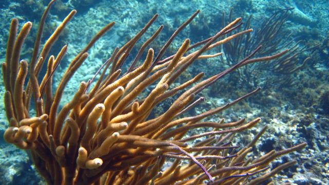 Haiti snorkelling 16