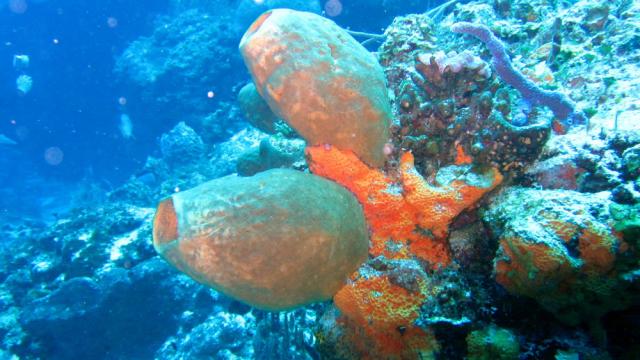 Cozumel - Santa Rosa Wall