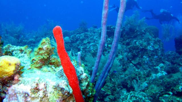 Grand Cayman - Eagle Nest Reef