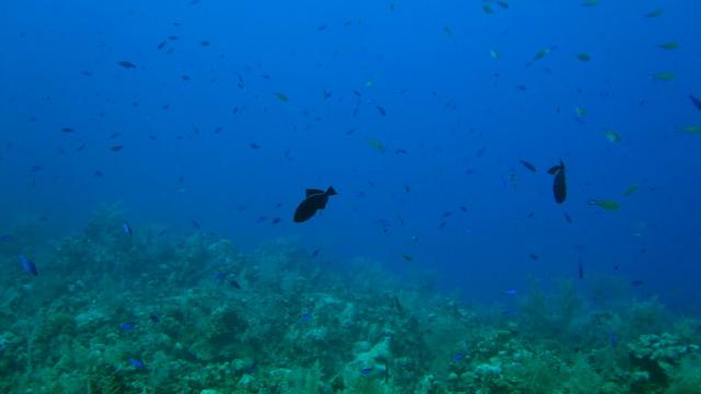 Grand Cayman - Eagle Nest Reef