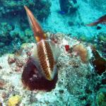 Grand Cayman - Paradise Reef