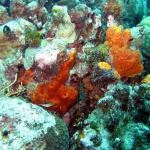 Grand Cayman - Paradise Reef