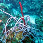 Grand Cayman - Eagle Nest Reef