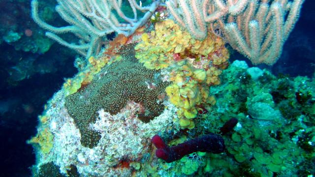 Grand Cayman - Eagle Nest Reef